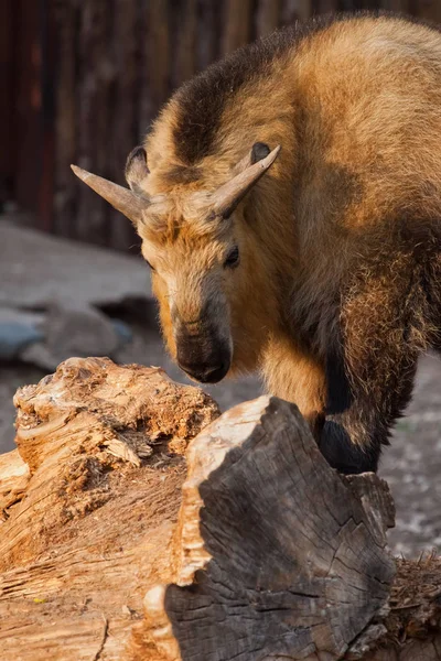 sunlit horned hairy bull. female of rare animal Sichuan takin (