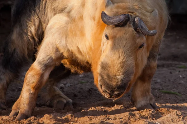 Illuminated by the sun powerful horned hairy bull. male rare ani — Stock Photo, Image