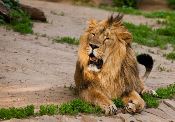 Um leão macho bonito com uma juba lindo close-up contra o b — Fotografia de Stock
