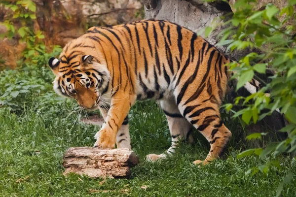 Tigre juega. Hermoso poderoso gato tigre grande en el fondo — Foto de Stock