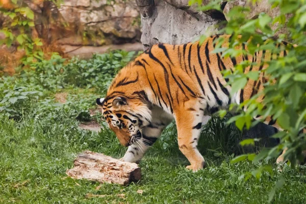 Tiger oynuyor. Arka planda güzel, güçlü bir kaplan kedi var. — Stok fotoğraf