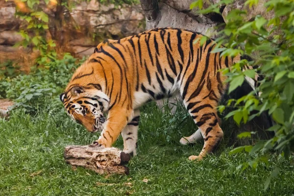 Tijger speelt. Mooie krachtige grote tijger kat op de achtergrond — Stockfoto