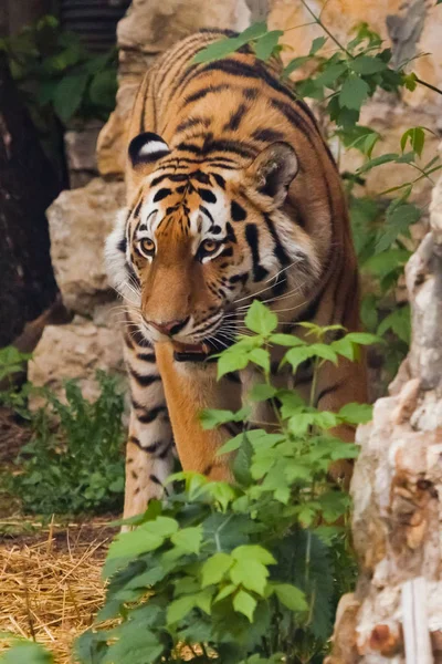 Tijger tussen de rotsen en groene struiken, close-up. Prachtige po — Stockfoto