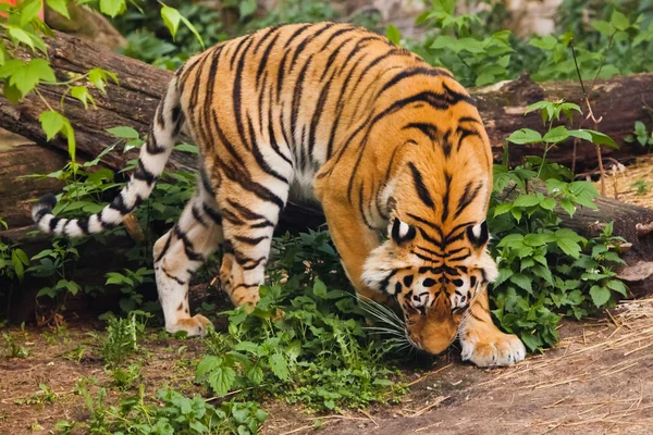 Beautiful powerful big tiger cat on the background of summer gre — Stock Photo, Image