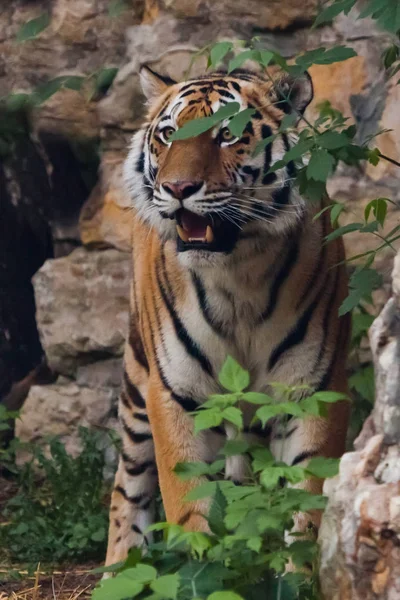 tiger among the rocks and green thickets, close-up. Beautiful po