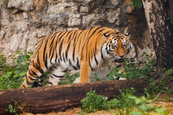 Tigre y abedul ruso. Hermoso poderoso gato tigre grande en el — Foto de Stock