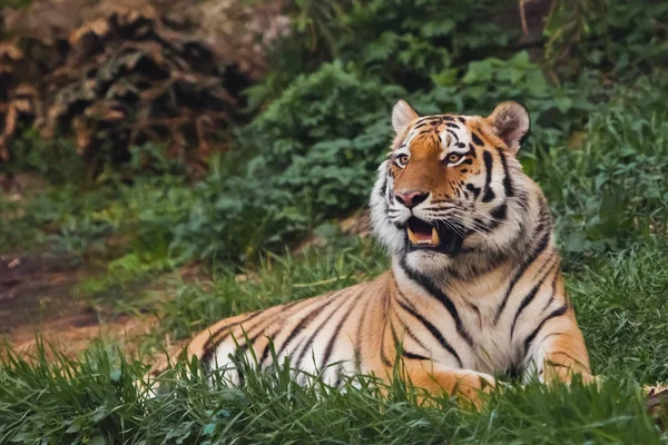 De tijger opdringerig ligt op smaragd gras en rust, Mooi — Stockfoto