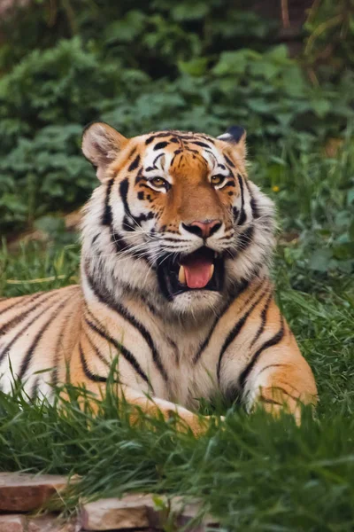 De tijger opdringerig ligt op smaragd gras en rust, Mooi — Stockfoto