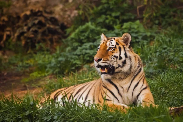 De tijger opdringerig ligt op smaragd gras en rust, Mooi — Stockfoto