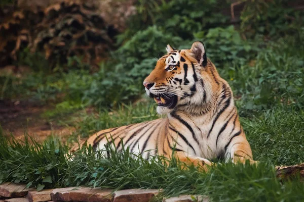 De tijger opdringerig ligt op smaragd gras en rust, Mooi — Stockfoto