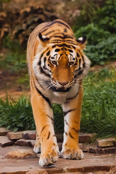 El tigre viene hacia ti. Hermoso poderoso gato tigre grande en — Foto de Stock