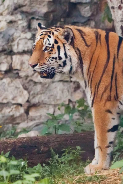 Indah harimau besar yang kuat kucing di latar belakang musim panas gre — Stok Foto