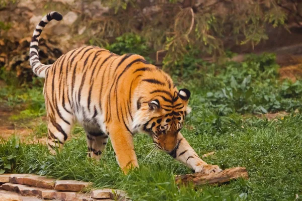 De tijger speelt plezier in het groene gras. Prachtig krachtig — Stockfoto