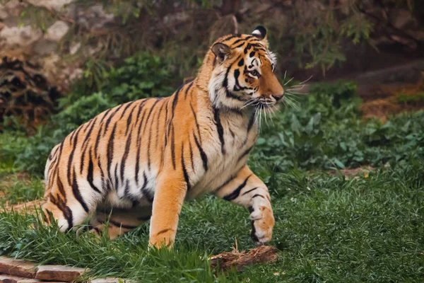 tiger jumps and plays, vigorous tiger. Beautiful powerful big ti