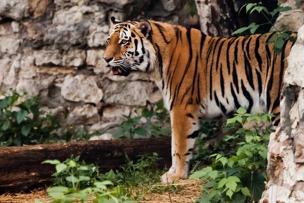 Beautiful powerful big tiger cat on the background of summer gre