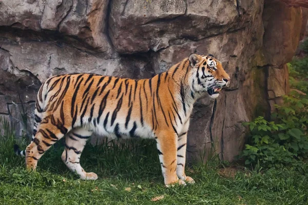 Een trotse, slanke tijger staat prachtig tegen een stenen klif. B — Stockfoto