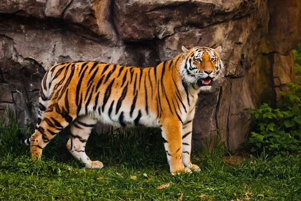 Een trotse, slanke tijger staat prachtig tegen een stenen klif. B — Stockfoto