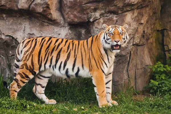Een trotse, slanke tijger staat prachtig tegen een stenen klif. B — Stockfoto