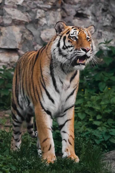 Muka penuh harimau, mengaum. Kucing harimau besar yang cantik dan kuat di bagian b — Stok Foto