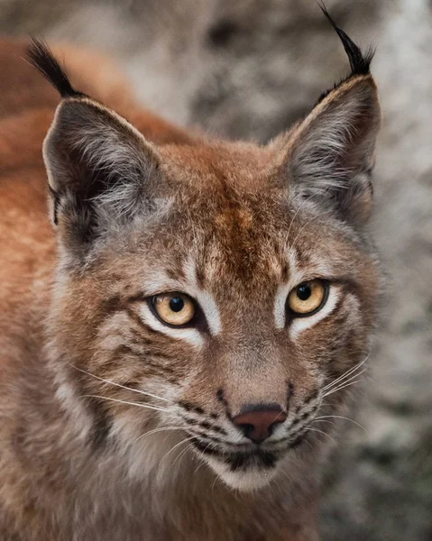 beautiful big cat lynx close up. big expressive cat eyes, look o