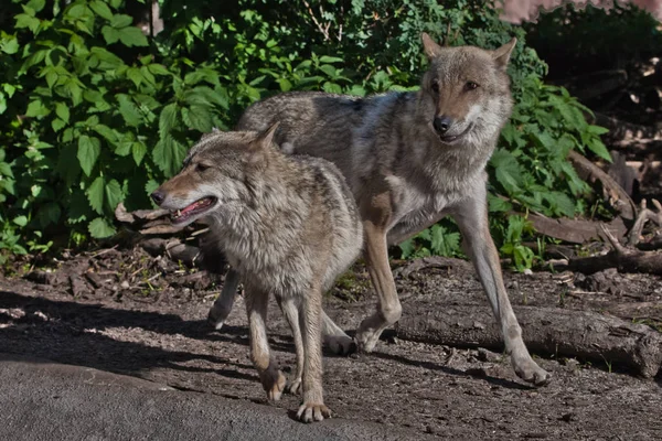 Wolf mannelijke en vrouwelijke wolf tussen groen bos, prachtige dieren — Stockfoto