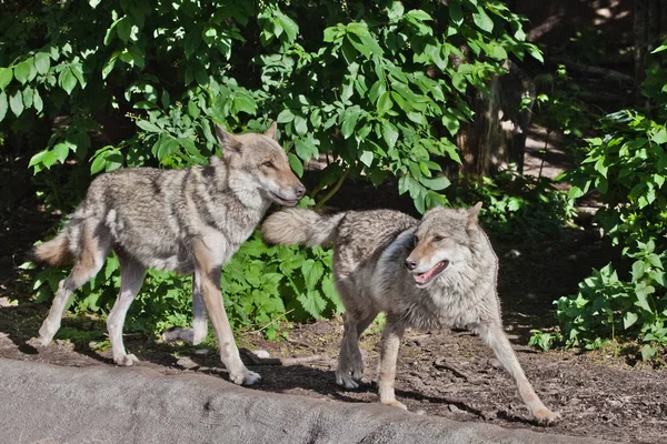 Wolf male and female wolf among green forest, beautiful animals