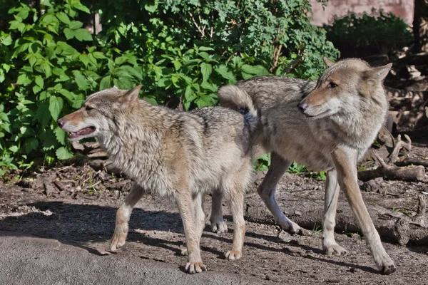 Wolf male and female wolf among green forest, beautiful animals