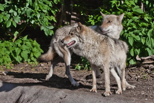 Lobo lobo macho e fêmea entre floresta verde, belos animais — Fotografia de Stock