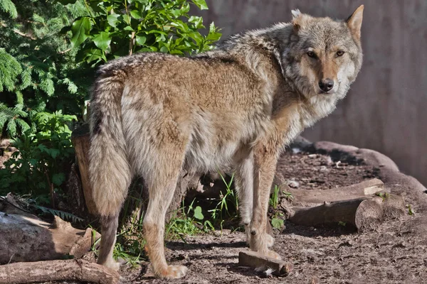 De wolf staat halfweg tegen de achtergrond van groene struiken — Stockfoto