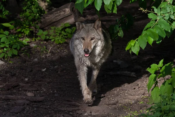Ein Mächtiger Wolf Weibliche Wölfin Taucht Aus Dem Grünen Dickicht — Stockfoto