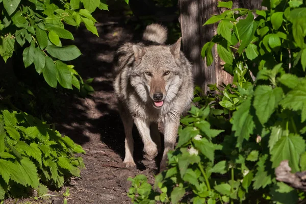 De wolf komt uit het struikgewas van het groene bos. een roofdier a — Stockfoto