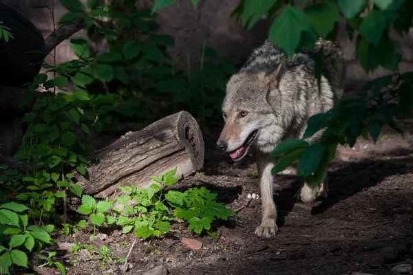 Een krachtige wolf (vrouwelijke wolf) komt tevoorschijn uit de groene struik van — Stockfoto