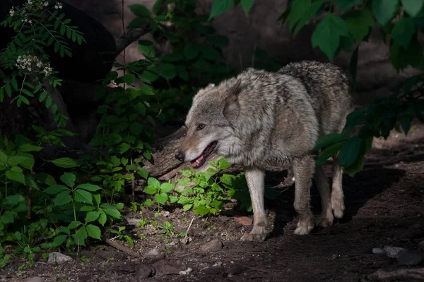 Een krachtige wolf (vrouwelijke wolf) komt tevoorschijn uit de groene struik van — Stockfoto