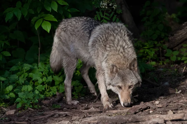 Een machtige wolf (vrouwelijke wolf) snuift de grond op een jacht, een wol — Stockfoto