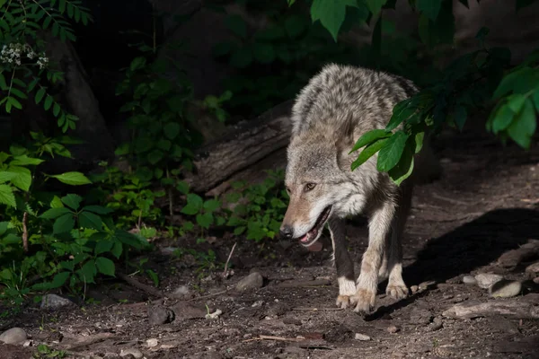 Een krachtige wolf komt uit de struiken van het bos met zijn — Stockfoto