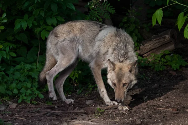 A skinny wolf with shabby hair and cowardly does bad things, a w — Stock Photo, Image