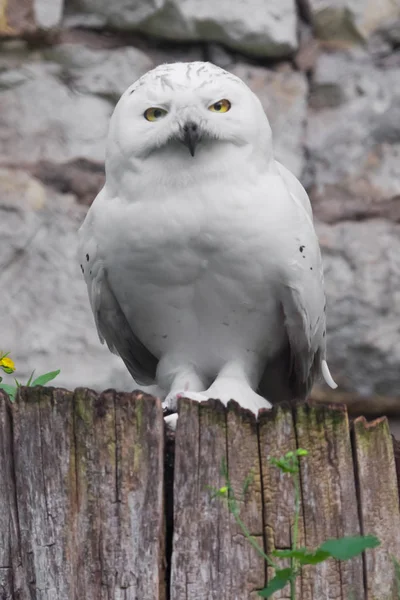 Velká Bílá Kočka Skále — Stock fotografie