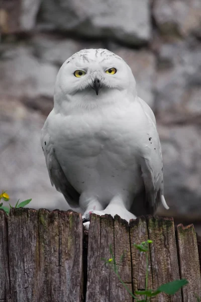 Aquila Dalla Coda Bianca Nel Parco — Foto Stock