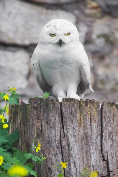 Aquila Dalla Coda Bianca — Foto Stock