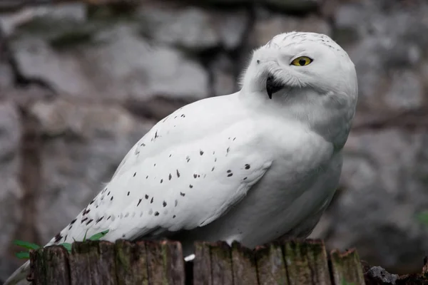 White owl  A polar owl in the summer sits on a stump, a stone ba — Stock Photo, Image