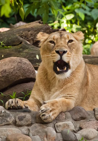 The lioness opens a predatory black maw in a growl. beautiful li — Stock Photo, Image