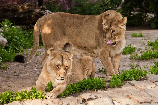 A leoa é lambida. Duas namoradas leoa são grandes gatos em um — Fotografia de Stock