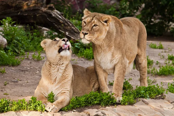 Mulheres sonhadoras e bonitas liones se comunicar. Duas meninas leoa — Fotografia de Stock