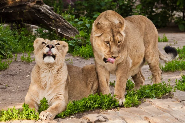 Mujeres soñadoras y hermosas leones se comunican. Dos leona girlf —  Fotos de Stock