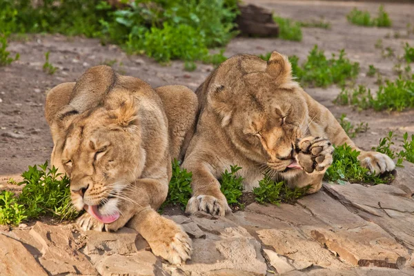 Leonesse ordinate leccare sei, lavare in lingue rosse. Due leonessa ragazza — Foto Stock