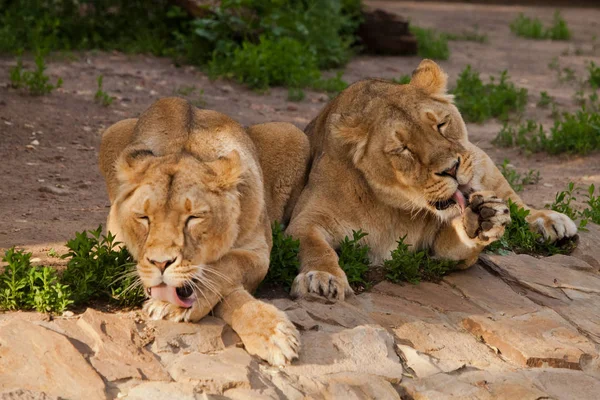Czyste lwice liżą sześć, myją się czerwonymi językami. Dwie lwice. — Zdjęcie stockowe