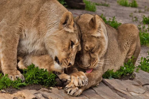 As leoas são cativantes, um amigo flerta com outro, o — Fotografia de Stock