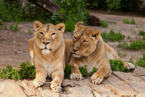 Dwie smukłe identyczne lwy samicy leżą na odpoczynku i oto — Zdjęcie stockowe