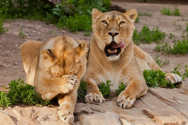 One lioness washes, the other eagerly looks at the opening of th — Stock Photo, Image