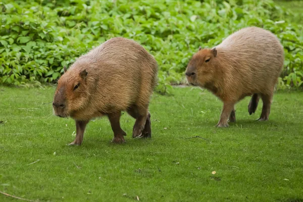 Dois capivaros vão a um prado verde. roedores gigantes sul-americanos — Fotografia de Stock